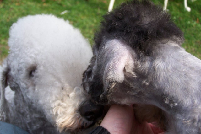 Unsere Hunde 03.02 (27).JPG